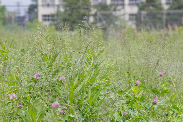 20110526-_IGP5170.jpg