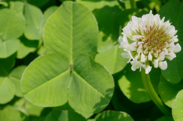 20110526-_IGP5175.jpg