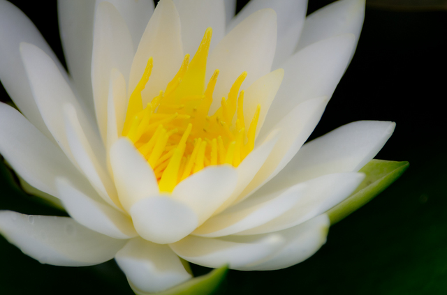 20110528-_IGP5176.jpg