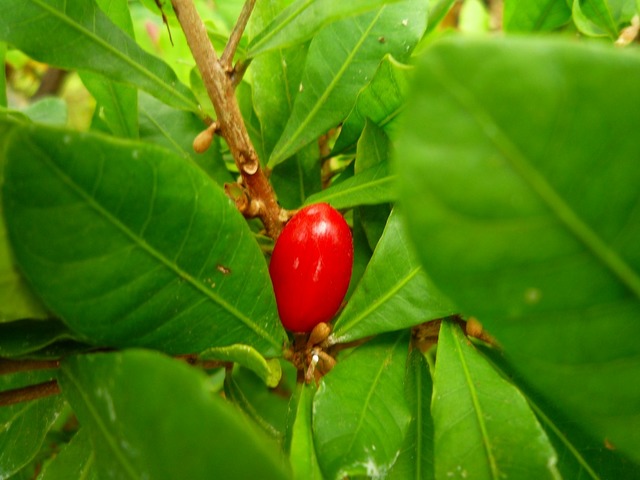 P1000801.jpg