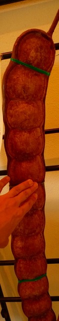 P1000878.jpg