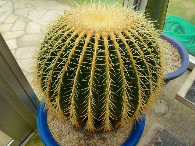 P1000910.jpg