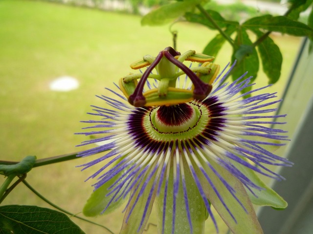 P1000916.jpg