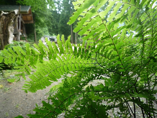 P1030187.jpg