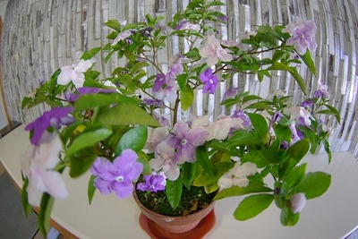 2007-05-21 07-41-08_0009.jpg