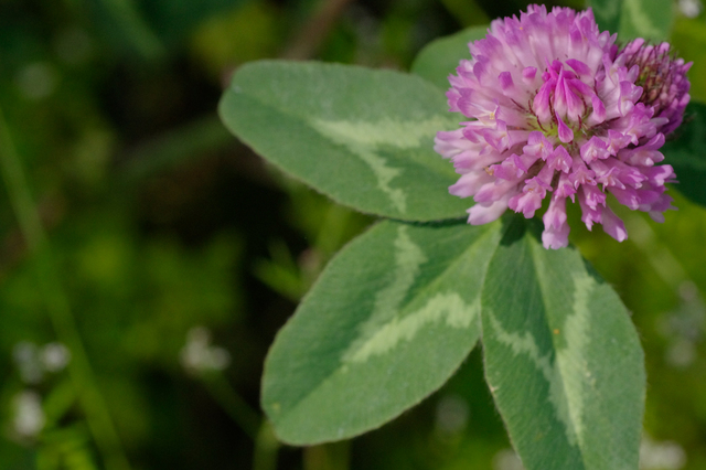 20110526-_IGP5167.jpg