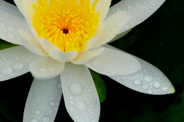 20110611-_IGP5897.jpg