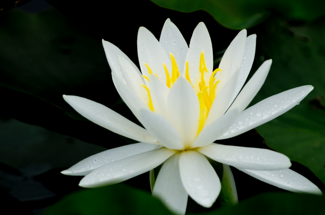 20110611-_IGP5926.jpg