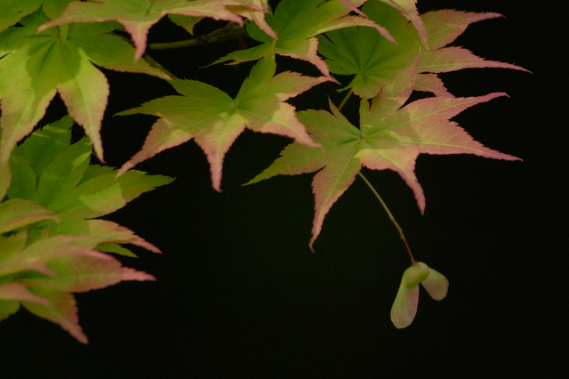 20110611-_IGP6089.jpg