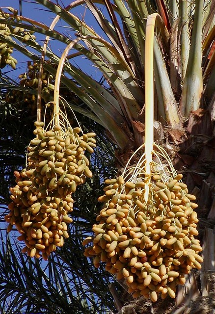 Dates_on_date_palm.jpg