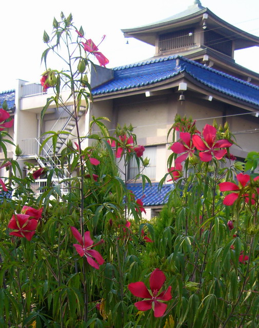 P1020500.jpg