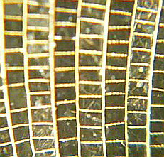 P1020913.jpg