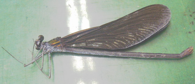 kawatonbo.jpg